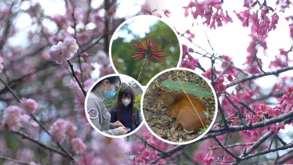 初春賞花｜嘉道理農場櫻花、梅花大盛放 夢幻粉紅花海/近距離與小鹿、貓頭鷹互動（附交通指南！）