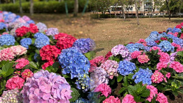 荔枝角賞花2023｜4色繡球花公園小路繽紛綻放！色彩鮮艷滿載法式浪漫感覺（附前往方式）