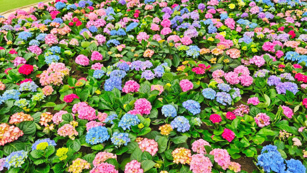 大埔賞花2023｜大埔海濱公園繡球花海盛開！彩色花朵增添濃厚春天氣息 （附前往方式）