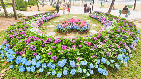青衣繡球花2023｜青衣海濱公園繡球花海盛放！彩色心形花圃成浪漫賞花好去處（交通方式/前往方法/繡球花花期/花圃位置一覽）