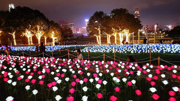 添馬公園夜景｜金鐘添馬公園逾萬朵LED玫瑰花燈海！浪漫燈飾情侶打卡必去！（附交通方法+活動詳情）
