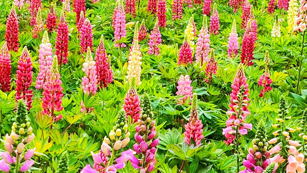 賞花好去處2023｜天水圍公園魯冰花盛開 粉嫩花朵期間限定繽紛綻放！（交通方式/前往方法/魯冰花花期一覽）