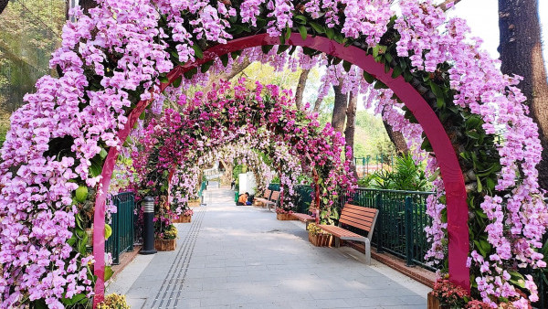 賞花好去處2023｜香港動植物公園夢幻蝴蝶蘭花廊 逾千朵蘭花結合築起粉色隧道！（交通方式/前往方法/蘭花花期一覽）
