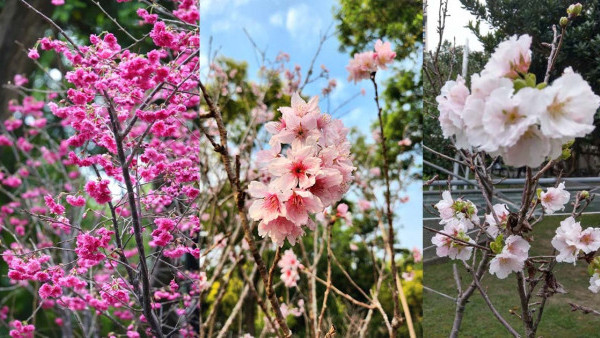 大埔櫻花2023｜大埔海濱公園賞盡3種櫻花！罕見墨染櫻/重瓣山櫻花/富士櫻 （附櫻花位置、花期、交通方法）