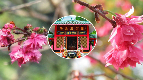 長洲櫻花2023｜關公忠義亭櫻花盛開！桃紅色花海映襯廟宇紅牆碧瓦（台灣山櫻花期+前往方式一覽）
