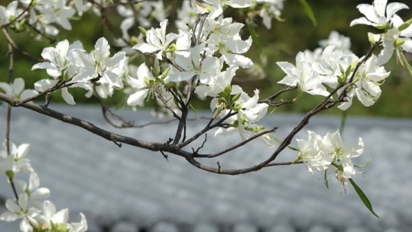 荔枝角賞花2023｜白花羊蹄甲饒宗頤文化館盛開！獨一無二白色花朵盡顯唯美感 （交通、前往方式/白花羊蹄甲花期一覽）