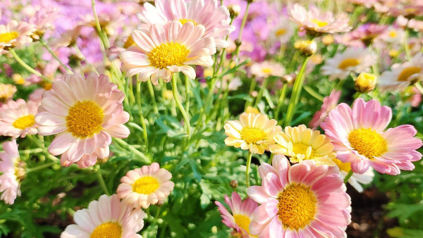 上水賞花2023｜北區公園粉嫩小雛菊盛開！奶油色系花海增添夢幻感（北區公園交通、前往方式/小雛菊花期一覽）