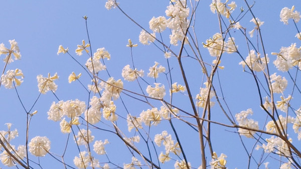 香港賞花2023｜ 罕見白花風鈴木驚現大埔 天橋下純白花朵唯美盛開！（白花風鈴木交通方式/前往方法一覽）