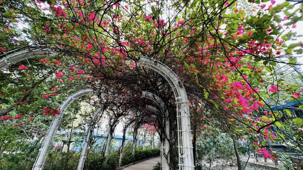 元州邨花隧道｜長沙灣元州邨簕杜鵑桃紅隧道 花朵滿佈30米長廊 猶如秘密花園！（地址/前往方法/簕杜鵑花期一覽）