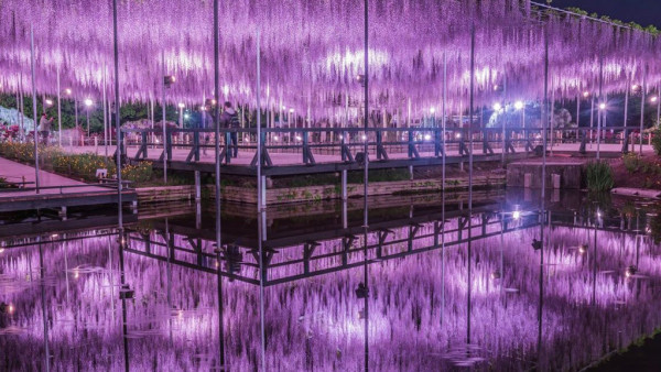 東京近郊夢幻紫藤花祭4月中旬「足利花卉公園」登場！350株紫藤花盛開 80米花隧道、夜間燈光騷