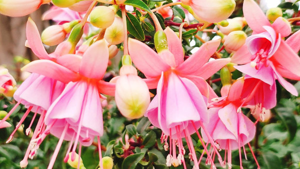 香港賞花2023｜鮮艷燈籠海棠北區公園盛開！花形獨特猶如仙子起舞（前往交通方式、花期一覽）