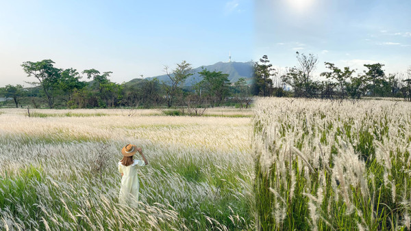 粉嶺賞花2023｜坪洋村白茅草田燦爛盛放！純白花海彷如置身童話仙境（前往交通方式、花期一覽）
