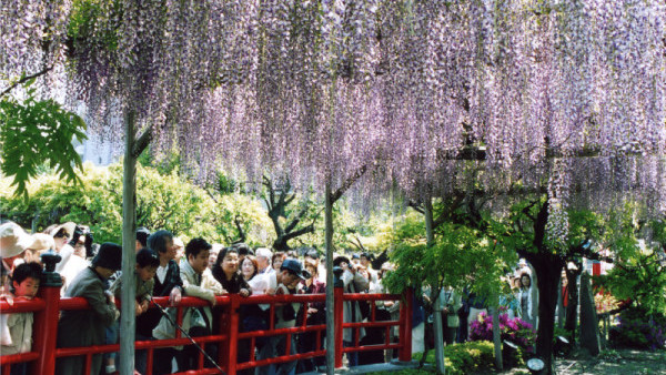 東京都內賞滕名所舉辦紫藤祭 晴空塔紫藤花同框！附開花時間＋交通