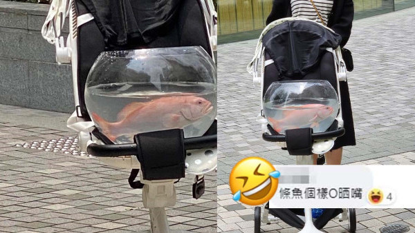 將軍澳康城驚現奇女子帶活魚散步 背後竟為一個原因 網友爆笑：條魚個樣O晒嘴！