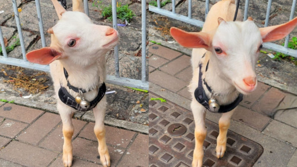 街坊河邊遇到途人帶可愛羊仔散步　網民：香港養羊合法嗎？原來相關法例咁樣限制！