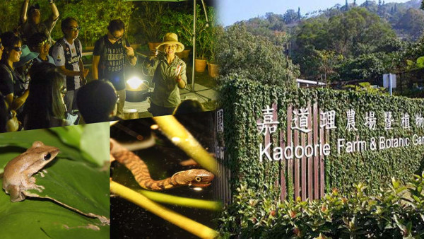 郊遊好去處｜嘉道理農場舉辦夏夜生態行！夜間探索蝙蝠/貓頭鷹/螢火蟲（附價錢/報名連結）