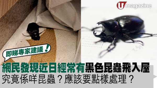網民發現近日經常有黑色昆蟲飛入屋 究竟係咩昆蟲？應該要點樣處理？