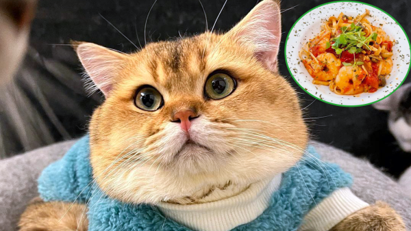 https://resource02.ulifestyle.com.hk/ulcms/content/article/thumbnail/600x338/2023/05/20230516162847_803dc54d453d348bdbfcb9b325ccb70a353dd00e.png