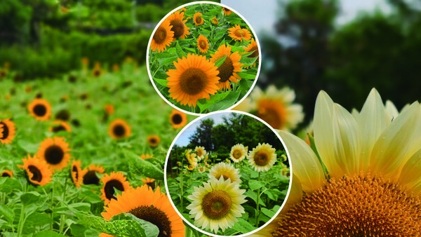 賞花2023｜元朗信芯園向日葵盛開！睇盡3大品種花海(花期/交通方法/入場費一覽)