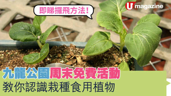 九龍公園周末免費活動  教你認識同點樣栽種食用植物  即睇攞攞飛方法！
