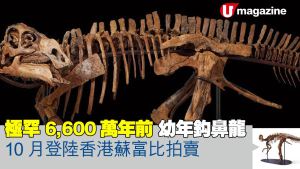 極罕6,600萬年前 幼年鈎鼻龍 10月登陸香港蘇富比拍賣