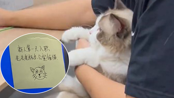 第一日入職老闆派貓！每人一隻貓陪工作　網民：最佳福利加班都願意！