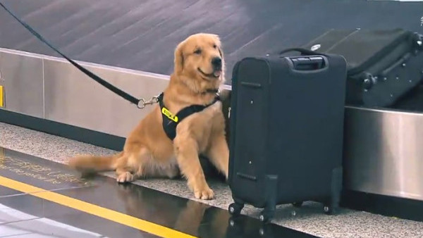 走私案金毛尋回犬機場執勤　海關首收養寵物犬訓練成緝毒犬