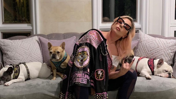 自編自導自演！涉偷Lady Gaga兩愛狗還追討懸紅　法院判敗訴無法索償150萬美金