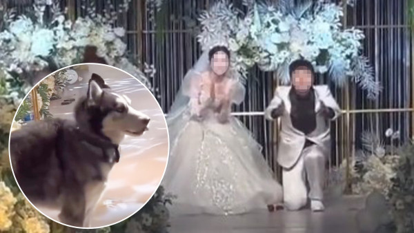 哈士奇婚禮送戒指社恐掉頭走　新郎一舉動挽回尷尬爆笑場面