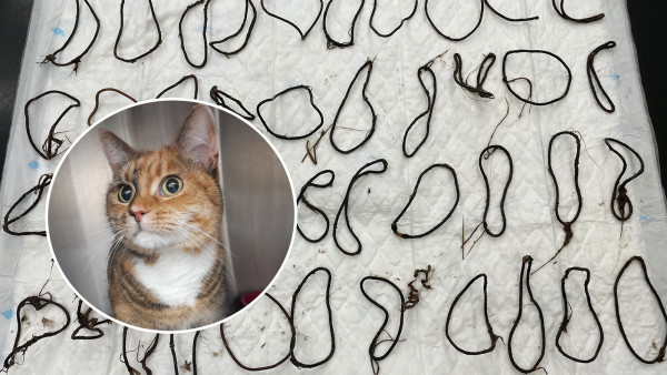 英國貓吞43條髮圈大難不死　吃了幾個月主人懞在鼓裏！獸醫：極度幸運