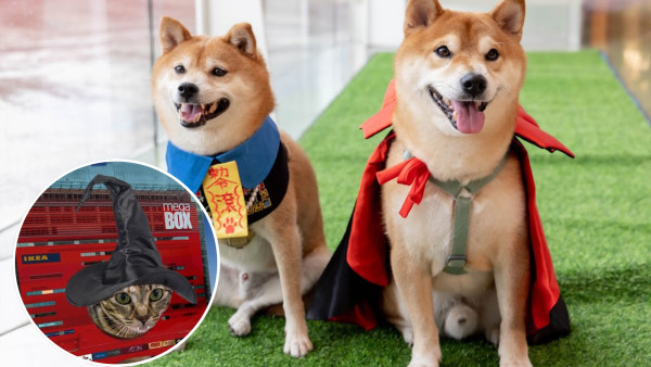 九龍灣MegaBox寵物哈囉喂嘉年華會　寵物家具1折優惠／寵物市集打卡位／助養寵物活動