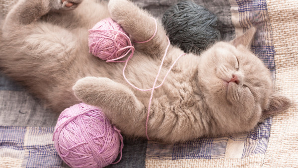 貓狗誤吞毛線千萬不要做這動作　獸醫：恐割破腸道出血壞死！