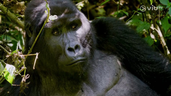 《無制限探險隊》EP8｜20小時車程走入熱帶雨林  追蹤山地大猩猩／非洲白犀牛