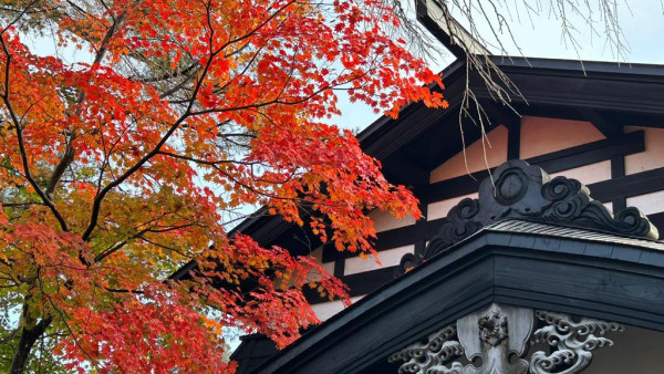 記者日本直擊！東北紅葉速報：秋田角館實況