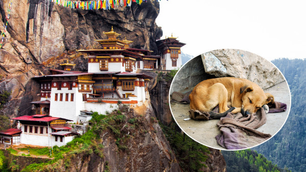 不丹宣佈為全國流浪狗結紥　全世界第一國最先達成目標