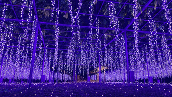 東京足利花卉公園「光之花庭園」夢幻登場！500萬顆LED燈+絕美紫色花海 打卡必去