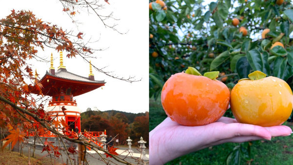 福岡旅遊｜捉緊秋天的尾巴 上山入寺睇1,000棵紅葉 任摘爽甜富有柿 仲要住埋高CP新派溫泉酒店 730港元即享私人溫泉及早晚自助餐