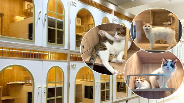 寵物寄養｜暫托毛孩！荔枝角貓貓寄養酒店　長短期住宿／水療美容服務