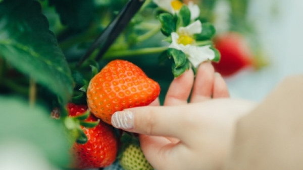 福岡摘士多啤梨減1千日圓 適用於4大果園！任食甘王、淡雪等