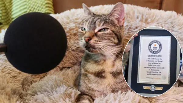 英國貓超大打鼻鼾聲破健力士世界紀錄　高達54.59分貝等於電水煲滾水聲