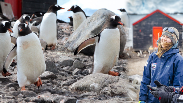 南極小島招聘4名企鵝照顧員 月薪呢個數負責清理企鵝糞便！無網絡無得沖涼??
