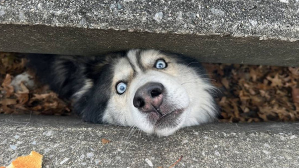 美國哈士奇被困地下水道　罅隙探頭眼神呼叫：放我出來啊！