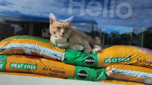 英國貓被禁止進超市引民憤　顧客杯葛罷買：一毫子都不給！