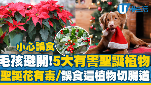 毛孩避開！5大對寵物有害聖誕植物　聖誕花有毒／誤食這致切腸道