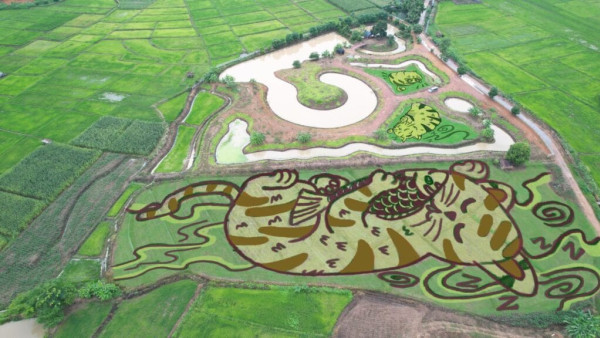 泰北清萊稻田變畫布  農夫藝術家創作巨型貓咪圖