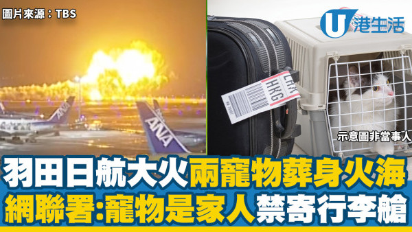 羽田機場日航大火兩寵物葬身火海　網聯署寵物是「家人」禁寄行李艙
