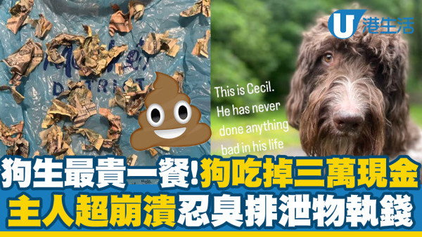 狗生最貴一餐！狗狗吃掉三萬現金　主人超崩潰忍臭排泄物執錢
