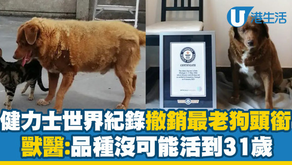 健力士世界紀錄撤銷最老狗頭銜　獸醫：品種沒可能活到31歲