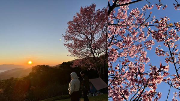 【短線特搜】賞櫻最前線！快過日本！泰國清邁必去櫻花熱點 清道山上睇日出+櫻花 櫻花谷參加迷你櫻花祭（有片）
