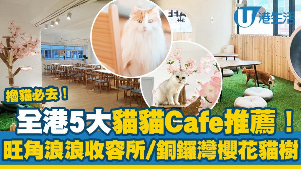 本地5大貓Cafe推薦 旺角浪浪收容所/人寵共用空間/荃灣貓之茶房